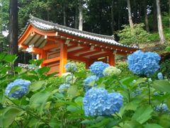 D2 三室戸寺(紫陽花(6.1-7.9))