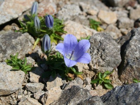 利尻島 ポン山トレッキング ポン山湧き水を喉を潤し、標高444mの山頂から抜群の眺めをぐるりと見渡す！＜5～10月／利尻富士町＞by利尻・島ガイドセンター