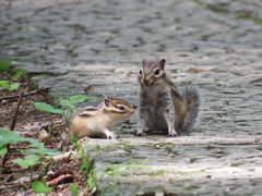 シマリス