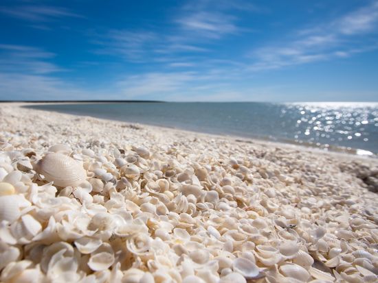 Australia_Western Australia_Shark Bay_Perth_Shell Beach_shutterstock_140879062