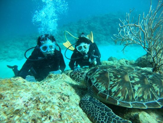 幻の島上陸＋体験ダイビング　サンゴの造形美やトロピカルな魚にうっとり＜午後半日／市街地送迎／1グループ1ガイド／初めてOK／石垣島発＞byレインボーリーフ石垣島