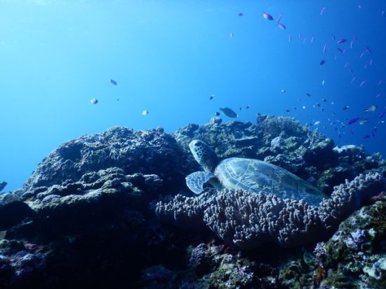 幻の島上陸＋体験ダイビング　サンゴの造形美やトロピカルな魚にうっとり＜午後半日／市街地送迎／1グループ1ガイド／初めてOK／石垣島発＞byレインボーリーフ石垣島