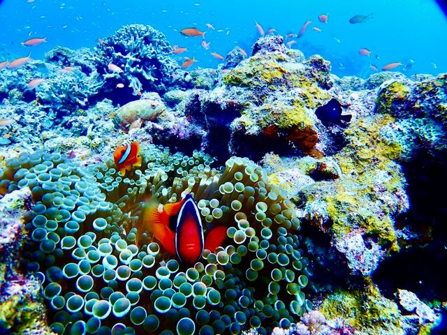 サンゴ礁 20230418023256_300553781_11603