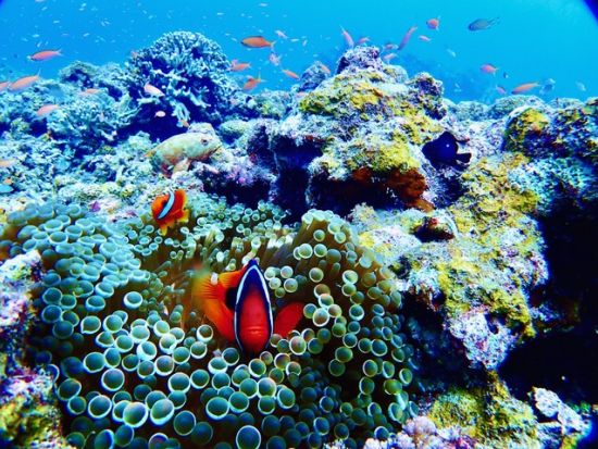 幻の島上陸＋体験ダイビング　サンゴの造形美やトロピカルな魚にうっとり＜午後半日／市街地送迎／1グループ1ガイド／初めてOK／石垣島発＞byレインボーリーフ石垣島