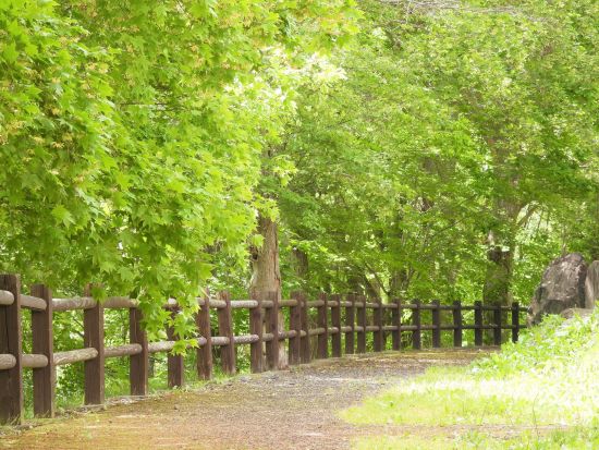 【錦仙峡ネイチャーガイド】四季折々の山野草を楽しみながら地元ガイドと散策！＜1時間or2時間／滝上町＞