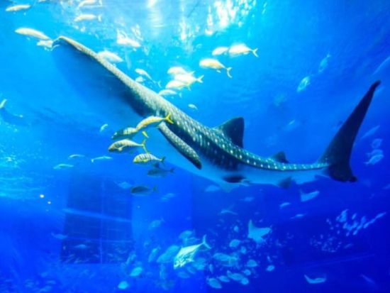 美ら海水族館入館券＋マリンスポーツ1種　選べるパラセーリング、フライボード、ホバーボード付きのお得なセットプラン＜名護市＞ 