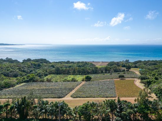 パイナップル収穫体験 ＊パイナップル食べ放題＊所要時間40分程度＜石垣島＞