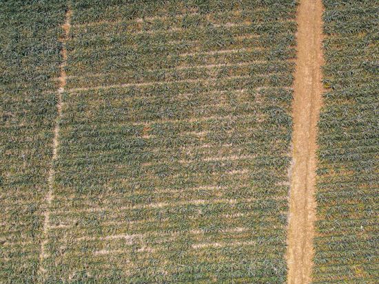 パイナップル収穫体験 ＊パイナップル食べ放題＊所要時間40分程度＜石垣島＞