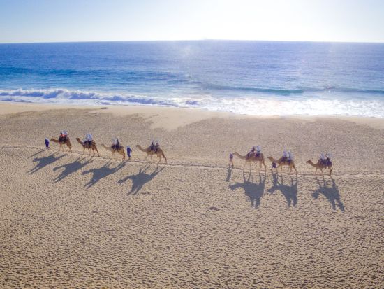ロスカボスでキャメルサファリ！メキシコ料理とテキーラ試飲付き＜半日／英語ガイド／昼食付／ロスカボス発＞