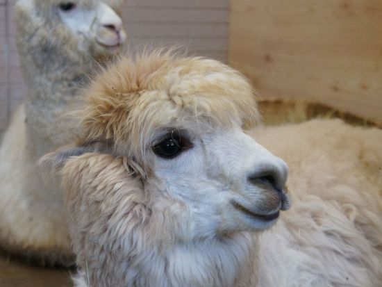 貸切観光タクシー 自然の旅 or 歴史の旅 選べる2つのルートで山陰の自然と歴史を楽しむ観光ツアー＜3時間／1～9名／米子市発着＞by皆生タクシー