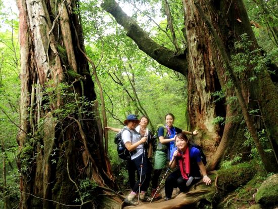 屋久島公認ガイド・かめさんと行く！縄文杉日帰りトレッキングツアー 貸切オプションあり ＜宮之浦～尾之間エリア送迎可能＞by屋久島 山歩