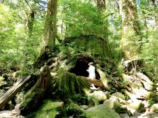 屋久島公認ガイド・かめさんと行く！縄文杉日帰りトレッキングツアー 貸切オプションあり ＜宮之浦～尾之間エリア送迎可能＞by屋久島 山歩