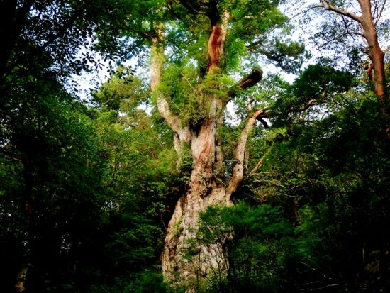 屋久島公認ガイド・かめさんと行く！縄文杉日帰りトレッキングツアー 貸切オプションあり ＜宮之浦～尾之間エリア送迎可能＞by屋久島 山歩