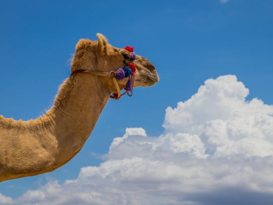 ロスカボスでキャメルサファリ！メキシコ料理とテキーラ試飲付き＜半日／英語ガイド／昼食付／ロスカボス発＞
