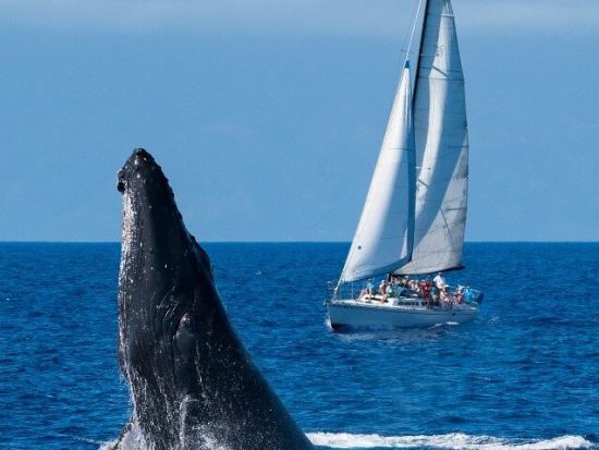 マウイ島　シュノーケリング＆セーリングツアー　昼食＆アルコールを含む飲み放題付き！＜4時間／英語ガイド／ラハイナ港発＞