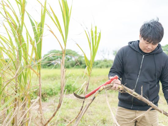 サトウキビ収穫体験 沖縄の代名詞サトウキビを収穫してかじっちゃおう＜石垣島＞