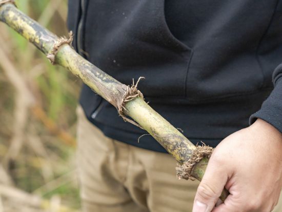サトウキビ収穫体験 沖縄の代名詞サトウキビを収穫してかじっちゃおう＜石垣島＞