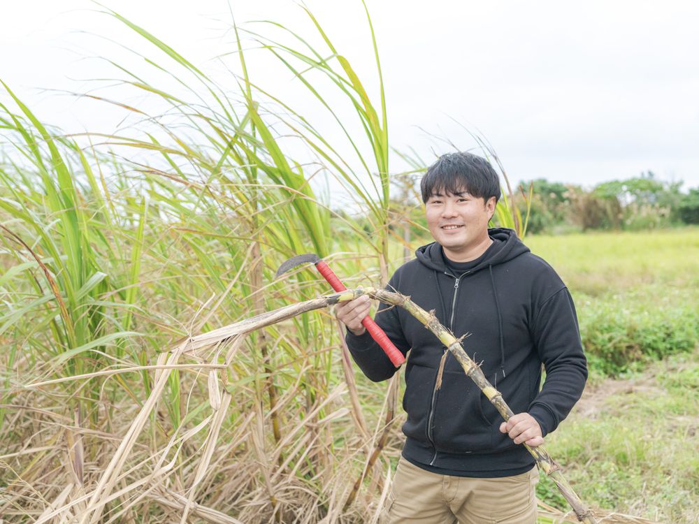 サトウキビ収穫体験 沖縄の代名詞サトウキビを収穫してかじっちゃおう<石垣島> | 石垣島・竹富島の観光・オプショナルツアー専門 VELTRA ...