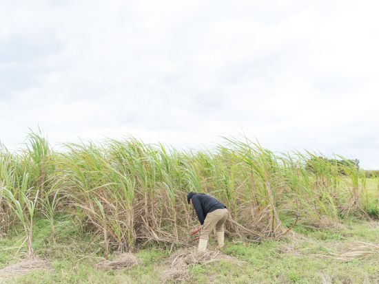 サトウキビ収穫体験 沖縄の代名詞サトウキビを収穫してかじっちゃおう＜石垣島＞