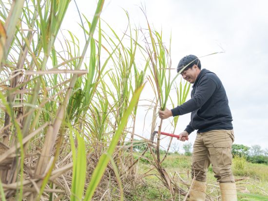 サトウキビ収穫体験 沖縄の代名詞サトウキビを収穫してかじっちゃおう＜石垣島＞