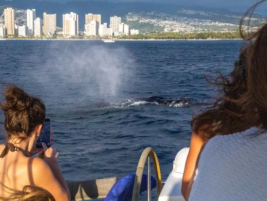 ホエールウォッチ　豪華ヨットをプライベートチャーター！ドリンク＆スナック持ち込みOK＜ワイキキ発／12/1~4/30＞