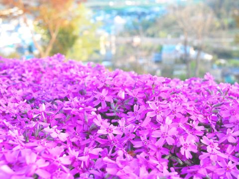 【入園チケット】芝ざくら滝上公園　日本最大級の芝ざくらの群落！＜滝上町＞