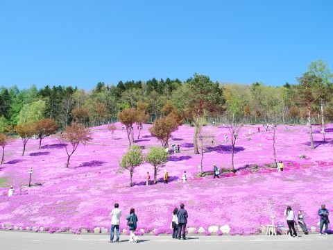【入園チケット】芝ざくら滝上公園　日本最大級の芝ざくらの群落！＜滝上町＞