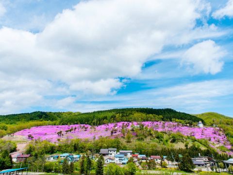 【入園チケット】芝ざくら滝上公園　日本最大級の芝ざくらの群落！＜滝上町＞
