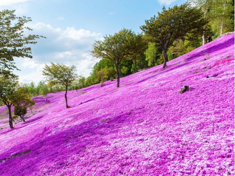 【入園チケット】芝ざくら滝上公園　日本最大級の芝ざくらの群落！＜滝上町＞