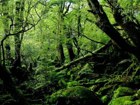 屋久島公認ガイド・かめさんと行く！白谷雲水峡半日（苔むす森）コース  貸切オプションあり ＜宮之浦～尾之間エリア送迎可能＞ by 屋久島 山歩