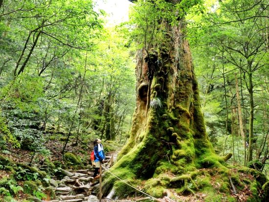 屋久島公認ガイド・かめさんと行く！白谷雲水峡半日（苔むす森）コース  貸切オプションあり ＜宮之浦～尾之間エリア送迎可能＞ by 屋久島 山歩