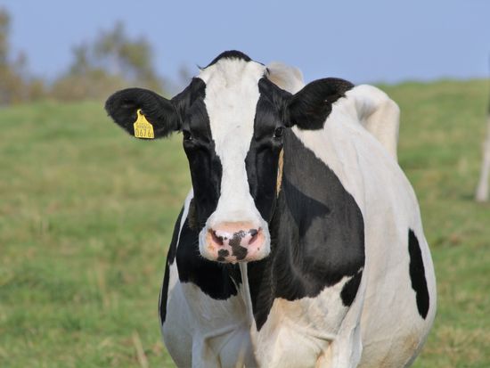 ホルスタイン　pixta_80297676_M