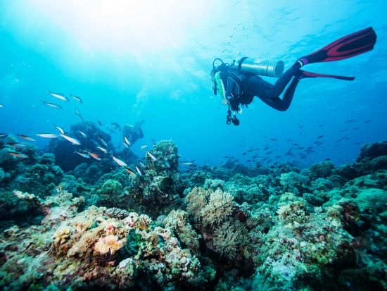 ファンダイビング インストラクター貸し切りでワイキキ沖の沈没船やウミガメを観察＜ボート／2ダイブ＞by アプアダイビング