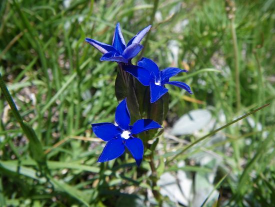 2009-07-19 Grunsee - Grinjisee - Fluhalp (22)