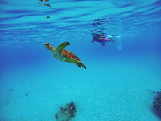 【ボート貸切】加計呂麻島ボートシュノーケリング 透明度の高い海でサンゴや魚を鑑賞 ＜2名～／約2.5時間／生間港発着＞ byカケロマアイランドリトリートハレハレ