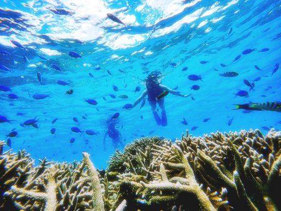 【ボート貸切】加計呂麻島ボートシュノーケリング 透明度の高い海でサンゴや魚を鑑賞 ＜2名～／約2.5時間／生間港発着＞ byカケロマアイランドリトリートハレハレ