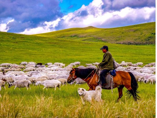 【北京発・内モンゴル フルンボイル大草原の旅3日間】満洲里からハイラルまでフルンボイル草原を縦断（6/1～8/5）＜往復航空券込／専用車＋日本語ガイド／昼食付＞