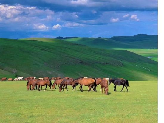 【北京発・内モンゴル フルンボイル大草原の旅3日間】満洲里からハイラルまでフルンボイル草原を縦断（6/1～8/5）＜往復航空券込／専用車＋日本語ガイド／昼食付＞