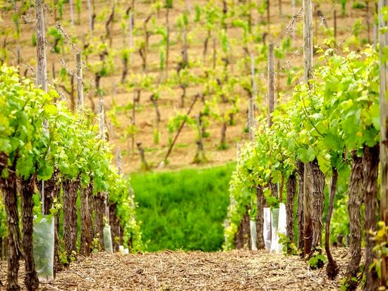 ophorus-897235-alsace-wine-tour-full-day-trip-from-colmar_large