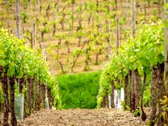 ophorus-897235-alsace-wine-tour-full-day-trip-from-colmar_large