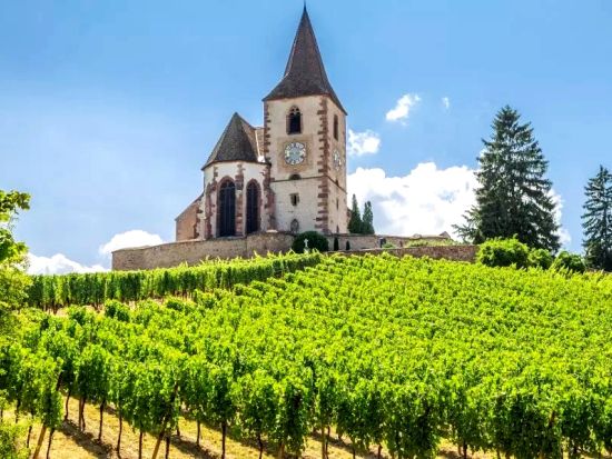 アルザス地方　ワイナリー3軒＆ワイン街道 終日ツアー ＜試飲付き／英語ドライバーガイド／少人数制／コルマール発着＞