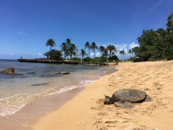 バン貸切チャーター　ローカルスポットもおまかせ！人気ガイドがご案内するオアフ島オーダーメイド・ツアー＜1～12名／6～12時間／日本語ガイド＞