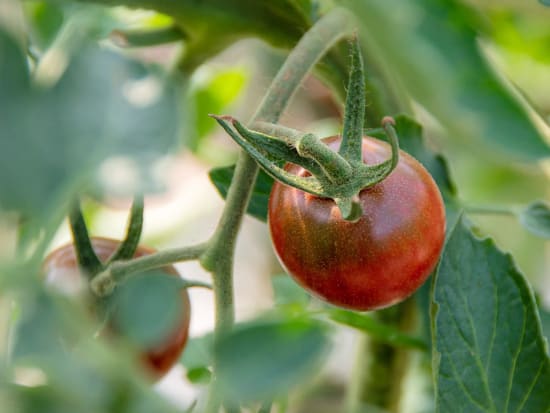 収穫体験　美瑛町カラフルミニトマト収穫+美瑛の絶景体験　美瑛のうつくしいトマトを味わう＜8～9月／美瑛町＞by 丘のまちびえいDMO