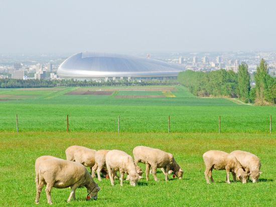 札幌市内 午後半日観光バスツアー 大倉山ジャンプ競技場＋羊ヶ丘展望台＜1名から催行／札幌駅発着＞by 北海道中央バス