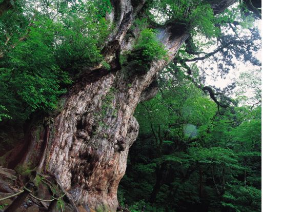 縄文杉日帰りトレッキングツアー　屋久島町公認ガイドのまがご案内！コンセプトは「ecological ＆ spiritual」by ネイチャーガイドオフィスまなつ