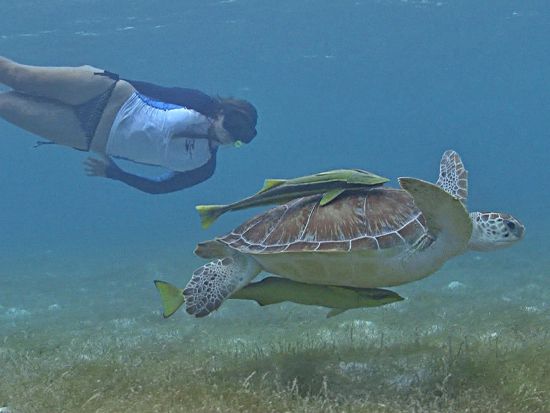 3種のウミガメが生息する自然の楽園「アクマル」＋セノーテ シュノーケリングツアー＜半日／混載 or 貸切／英語ガイド／カンクン発＞