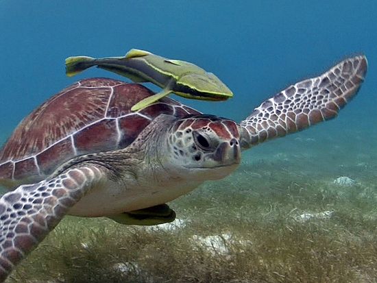 3種のウミガメが生息する自然の楽園「アクマル」＋セノーテ シュノーケリングツアー＜半日／混載 or 貸切／英語ガイド／カンクン発＞