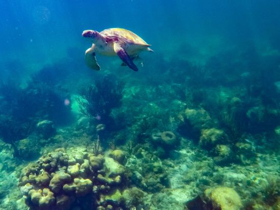 3種のウミガメが生息する自然の楽園「アクマル」＋セノーテ シュノーケリングツアー＜半日／混載 or 貸切／英語ガイド／カンクン発＞