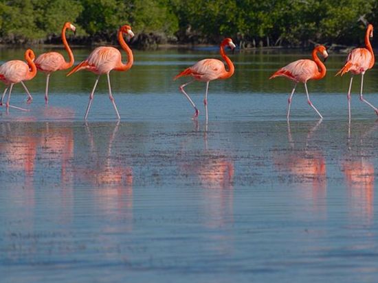 エクバラム遺跡＆リオ・ラガルトス観光ツアー！話題のマヤ遺跡にジャングルクルーズ、セノーテでのシュノーケリングも＜1日／貸切／英語ガイド／昼食付／カンクン発＞