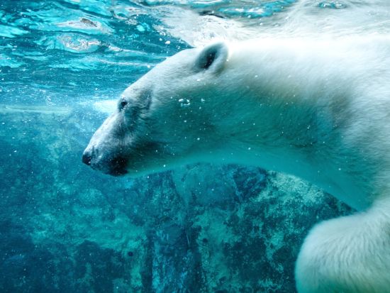 札幌発 旭山動物園 日帰りバスツアー＜1名から催行／旭山動物園にて自由昼食／札幌駅発着＞by 北海道中央バス
